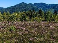 Blick aus dem blühenden Moor zu den Bergen